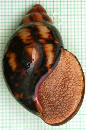 Archachatina marginata cf. eduardi var. rhodei Cameroon